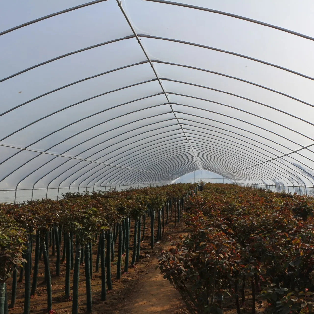 8M*30M Very strong frame and film for agricultural vegetable polytunnel Greenhouse