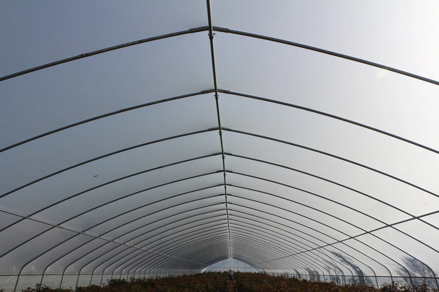 8M*30M Very strong frame and film for agricultural vegetable polytunnel Greenhouse