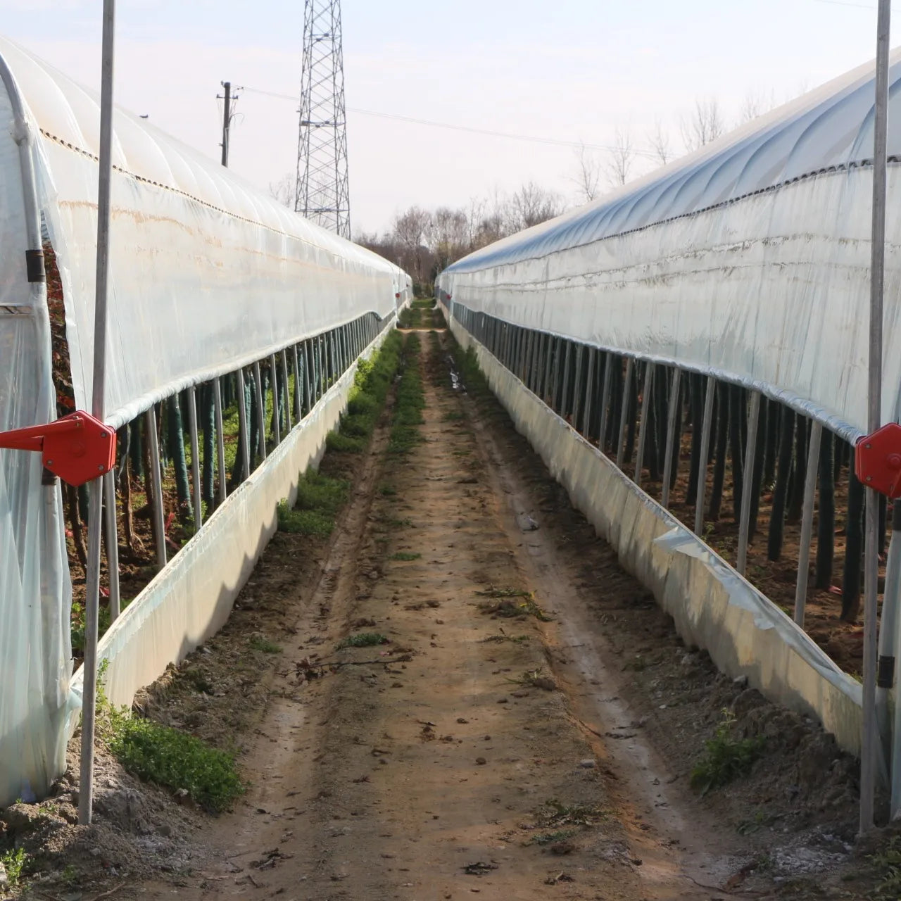 8M*30M Very strong frame and film for agricultural vegetable polytunnel Greenhouse